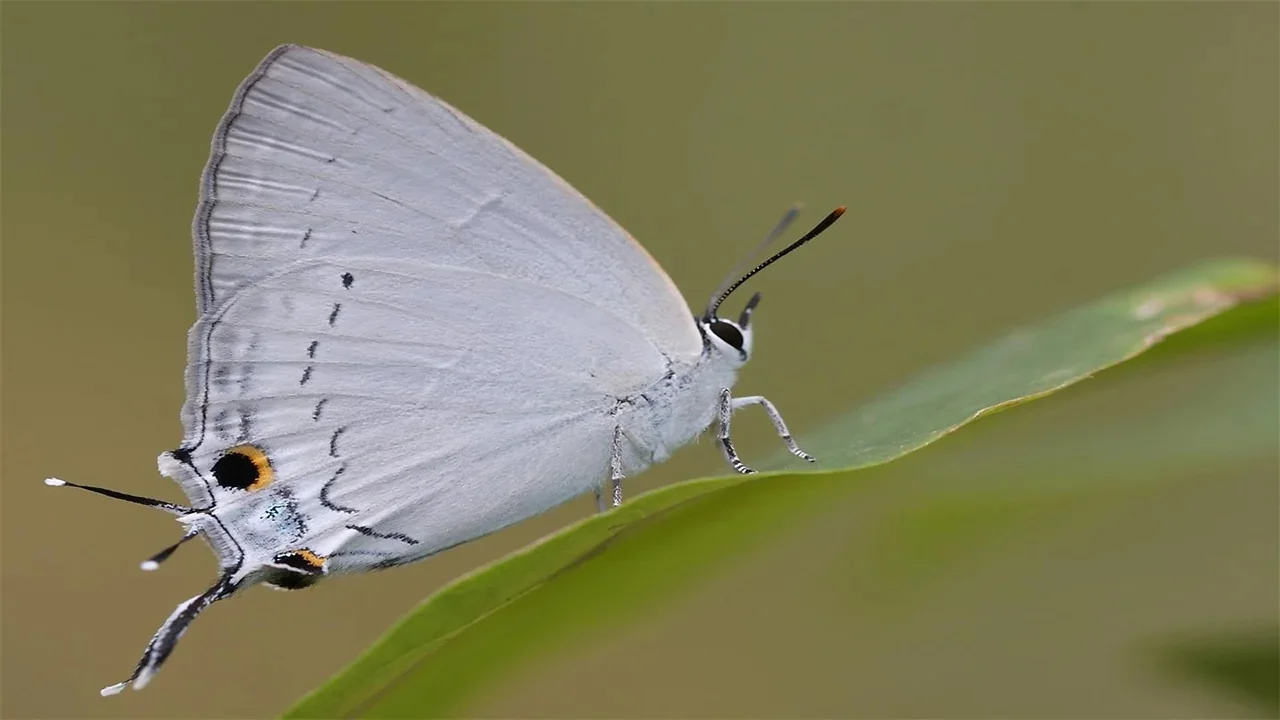 Ceylon Royal Indigo Butterfly 1