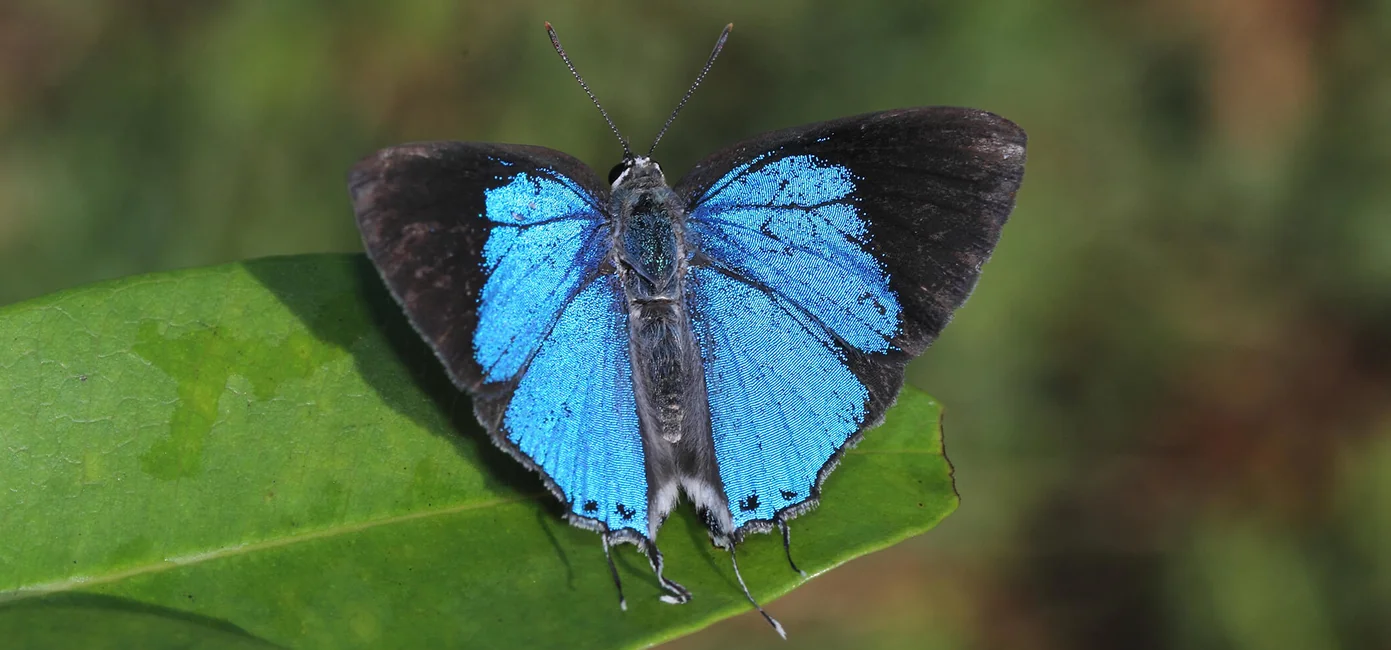 Ceylon Royal Indigo Butterfly 2